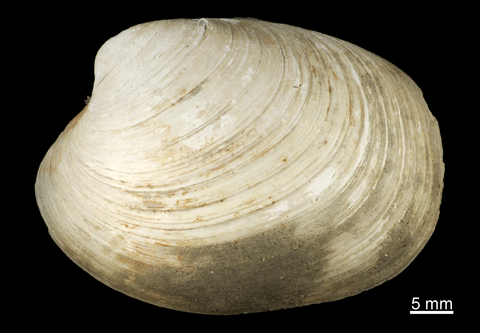 Left valve, external view. FMNH 305966. San Juan Channel, San Juan County, Washington.