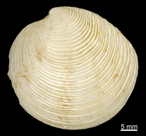 Left valve, external view. FMNH 306202. Table Island, Western Australia.