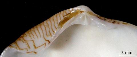 Hinge of left valve. FMNH 106782. Cape Leveque, Australia.