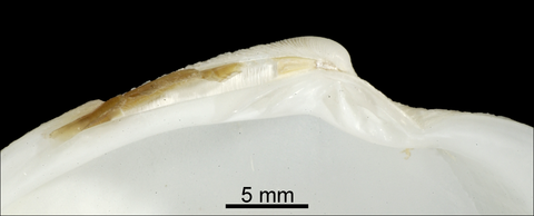 Left valve, hinge. FMNH 306195. Near Rottnest Island, Perth, Australia.