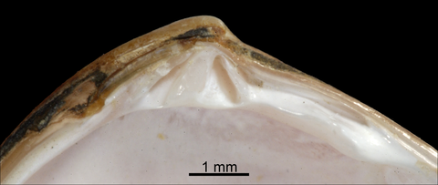 Left valve, hinge. MNHN. Algarve, Portugal