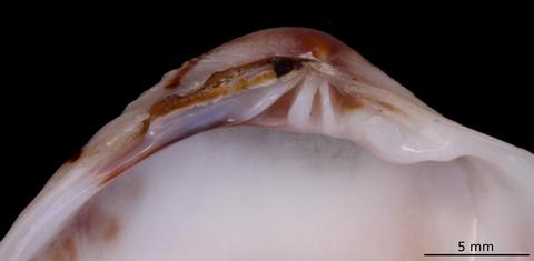 Hinge of left valve. FMNH 70072. Red Sea.