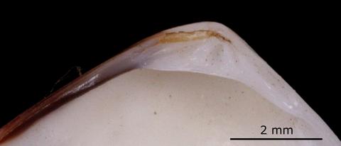Hinge of left valve. FMNH 139011. Monterey, Monterey County, California.