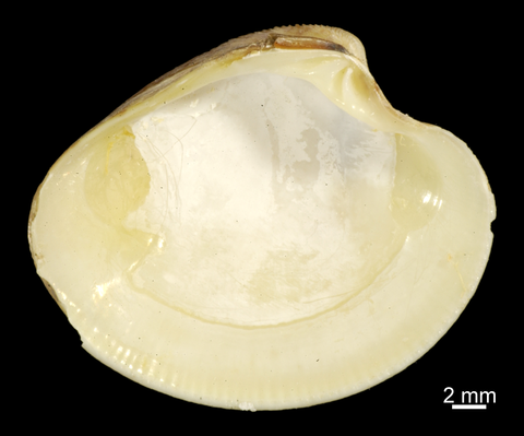 Left valve, internal view. FMNH 306542. Las Palmas, Gran Canaria, Canaria Islands, fish market purchase.