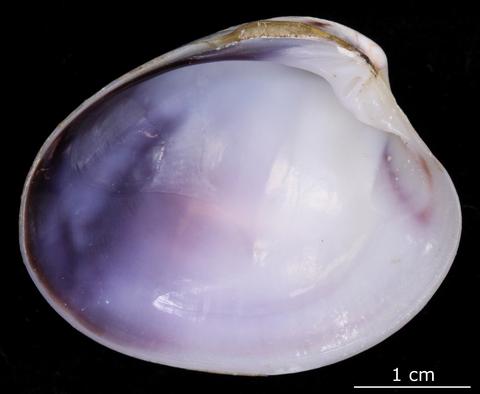 Internal view of left valve. FMNH 308553. Monkey Mia, Shark Bay, Western Australia, Australia.