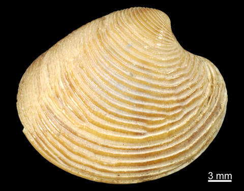 Right valve, external view. FMNH 306542. Las Palmas, Gran Canaria, Canaria Islands, fish market purchase.