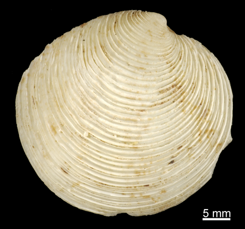 Right valve, external view. FMNH 306202. Table Island, Western Australia.