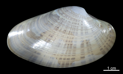 Right valve, external view. FMNH 306613. Ten Thousand Islands off Southwestern Florida.