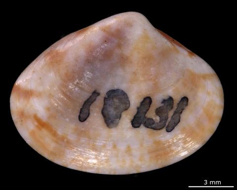 External view of right valve. FMNH 18131. Galveston, Texas.