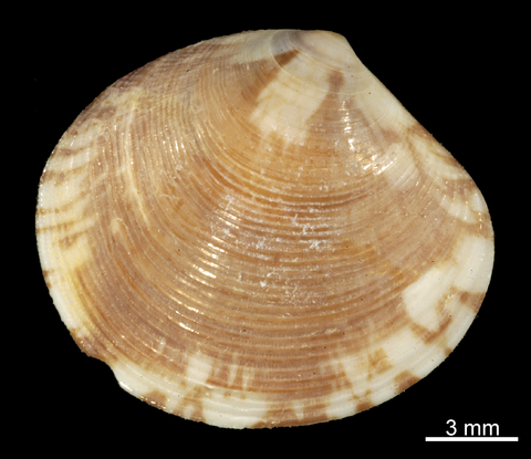 Right valve, external view. FMNH 305971. Anse Vata, Noumea, New Caledonia.