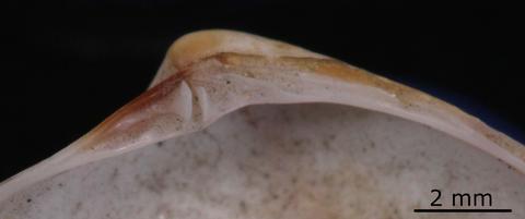 Hinge of right valve. FMNH 166748. Peru.