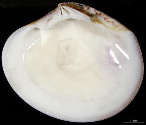 Internal view of right valve. FMNH 2723. Japan.