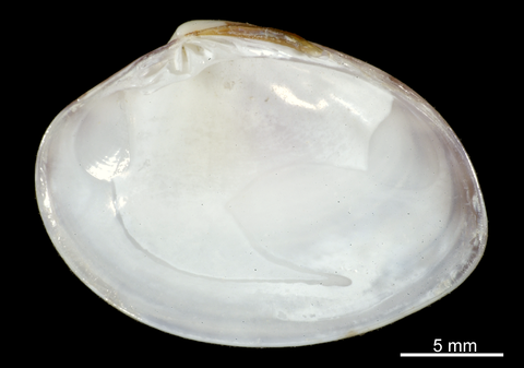 Right valve, internal view. FMNH 305969. Pacific Panama.