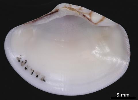 Internal view of right valve. FMNH 283492. Al-Khiran, Kuwait.