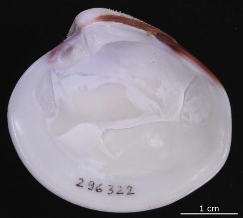 Internal view of right valve. FMNH 296322. Cebaco Island, Gulf of Montijo, Panama.