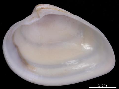Internal view of right valve. FMNH 151554.