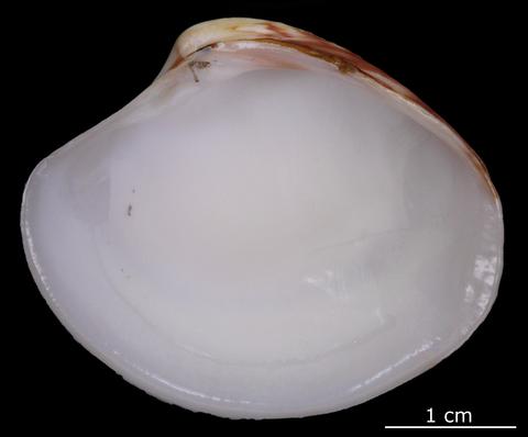 Internal view of right valve. FMNH 26422. Lake Worth, Boynton, East Florida.