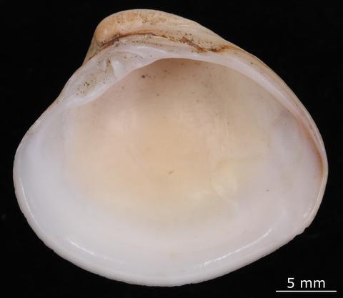 Internal view of right valve. FMNH. Pescadores Island, Taiwan.
