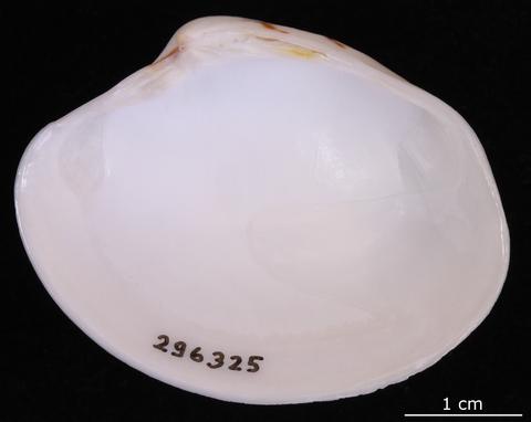 Internal view of right valve. FMNH 296325. Cebaco Island, Gulf of Montijo, Panama.