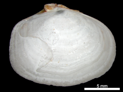 Internal view of the left valve. Admiralty Bay, King George Island, Antarctica