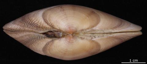 Dorsal view. FMNH 195541. Tosa, Shikoku, Japan.
