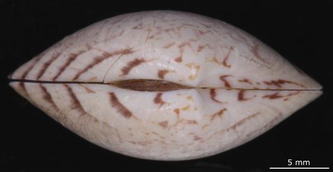 Dorsal view. FMNH 296336. Sechura, Piura, Peru.