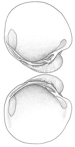 Hinge & muscle scars. Original drawing based on a specimen in the Field Museum of Natural History.
