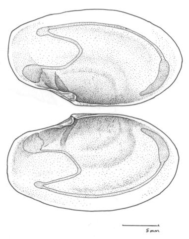 Hinge & muscle scars. Original drawing based on a specimen in the Field Museum of Natural History.