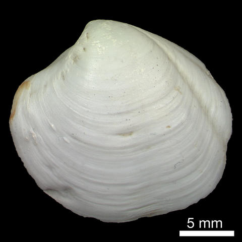 Thyasira methanophila,lvext, holotype, in NMW Col.