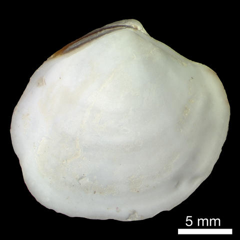 Thyasira methanophila,lvint, holotype, in NMW Col.