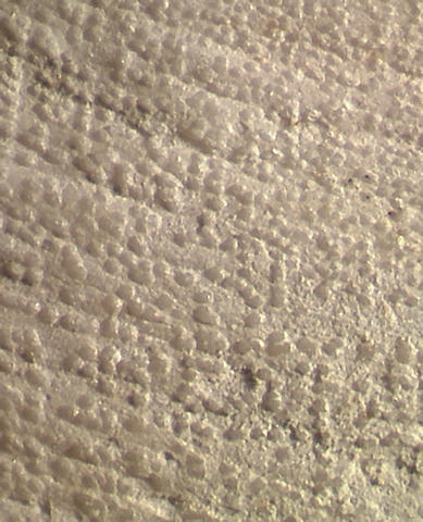 Thyasira oleophila, sculpture, Louisiana slope, in Field Museum Col.