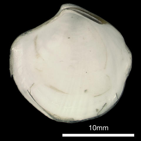 thyasira vulcolutre, rvint, Gulf of Cadiz mud volcanoes