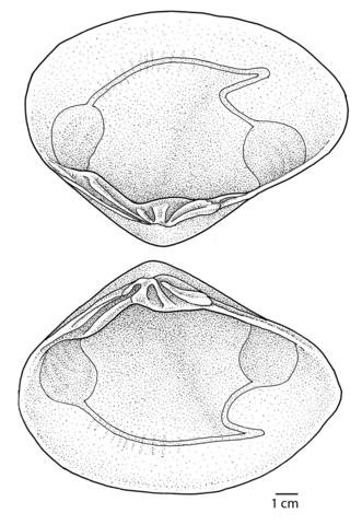 Hinge & muscle scars. Original drawing based on a specimen in the Field Museum of Natural History.