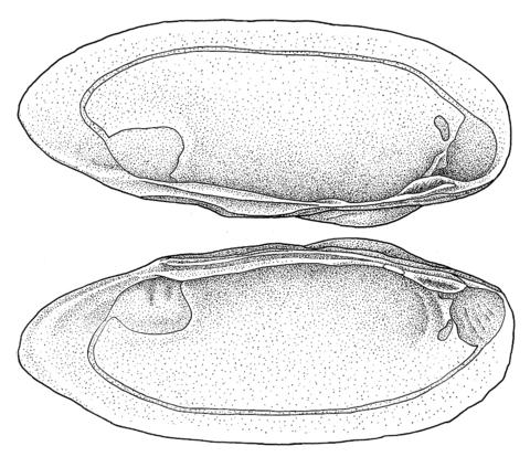 Hinge & muscle scars. Original drawing based on a specimen in the Field Museum of Natural History.