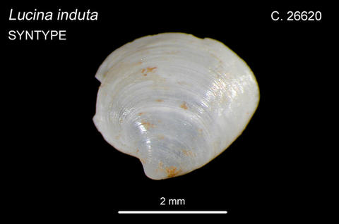 Mendicula induta, type of M. memorata, in Australian Museum