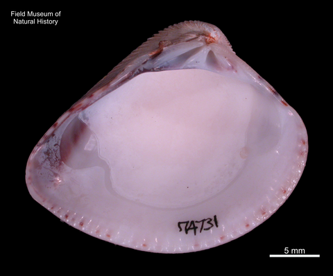 Internal view of the left valve. FMNH 174731. Niteroi, Rio de Janeiro, Brazil. 22°54’ S, 43°10’ W.
