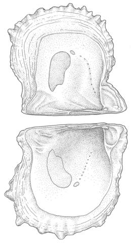 Hinge & muscle scars. Original drawing based on a specimen in the Field Museum of Natural History.